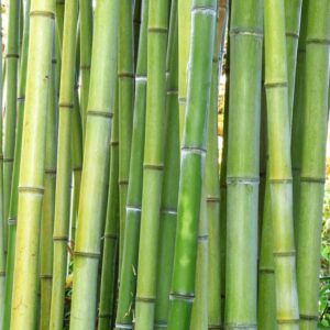 Стволы бамбука зеленые