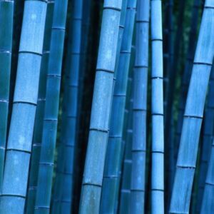 Стволы бамбука крашенные